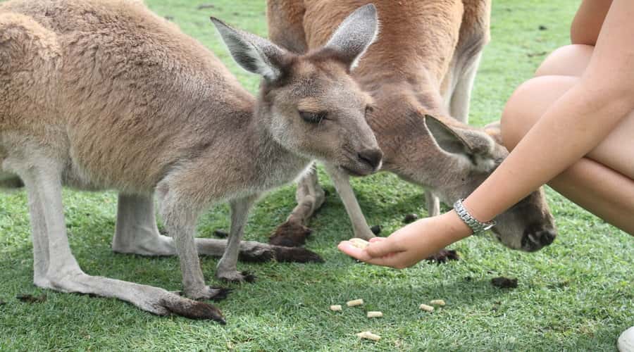 Pinnacles, Koalas, 4WD & Sandboarding Tour from Perth - Guides, safety checks, and why the day feels friendly