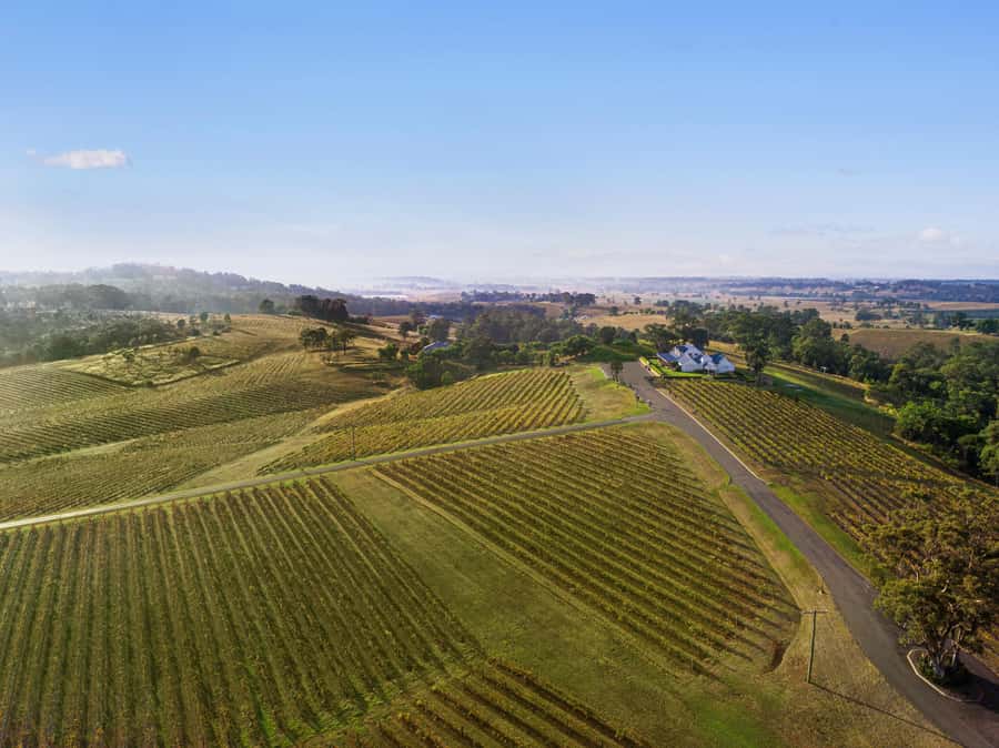 Pokolbin: Picnic & Wine Tasting at Audrey Wilkinson Vineyard - The picnic hamper among the vines, freedom plus a proper meal