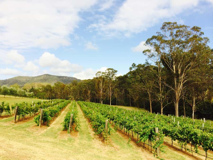 Pokolbin: Tulloch Hunter Heroes Wine Tasting & Cheese Board - The Tasting Mat and Take-Home Guide, Useful Tools You’ll Actually Use