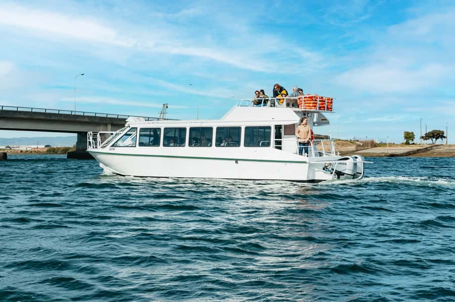 Port Adelaide: Dolphin and Ships Graveyard Cruise - Who this cruise is best for