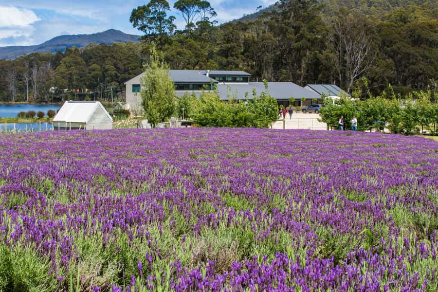 Port Arthur Tasman Sights with Harbour Cruise - Port Arthur Lavender Farm: a calm pause and a walking option