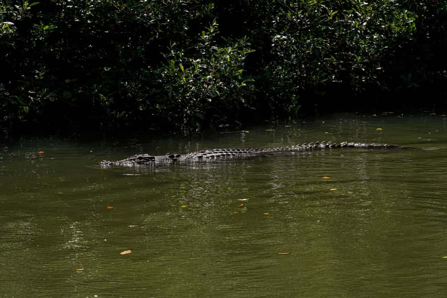Port Douglas: Afternoon Daintree Tour w/ Wildlife Cruise - Should you book this Port Douglas afternoon Daintree tour?