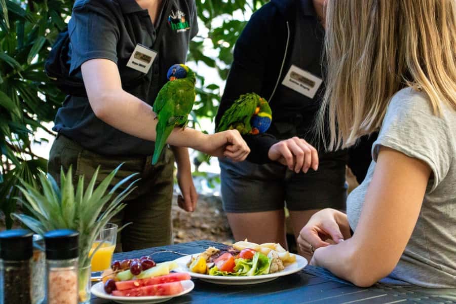 Port Douglas: Breakfast with the Birds - A morning meal that turns into a wildlife encounter
