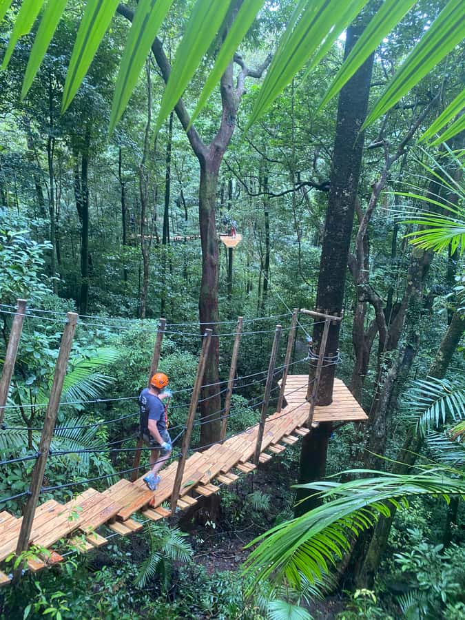 Port Douglas: Daintree National Park Tour, Cruise, & Zipline - Key things to know before you go