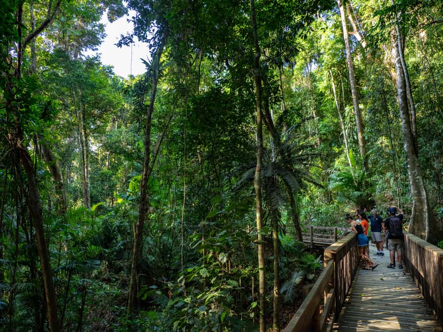 Port Douglas: Daintree Rainforest and Cape Tribulation Tour - Should You Book This Daintree and Cape Tribulation Tour?