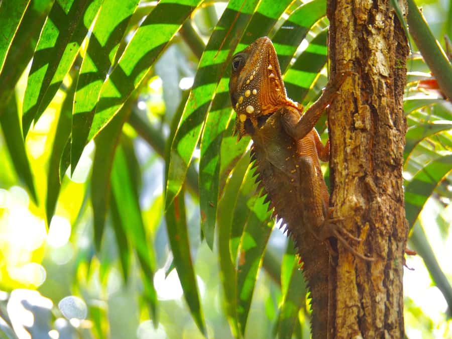 Port Douglas: Daintree Rainforest and Cape Tribulation Tour - Daintree River Ferry and Cooper Creek Cruise for Crocodiles and Wildlife