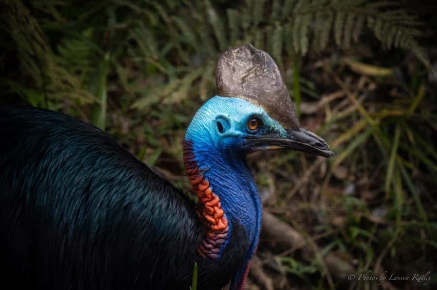 Port Douglas: Daintree Rainforest and Mossman Gorge Tour - Key things I’d bookmark before you go