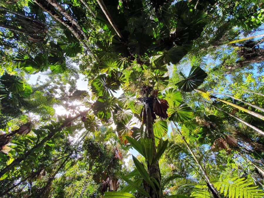 Port Douglas: Daintree Rainforest and Mossman Gorge Tour - Noah Valley World Heritage access: pristine rainforest you can walk through