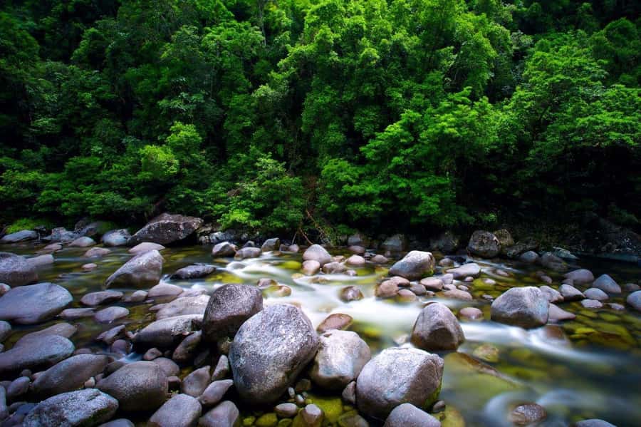 Port Douglas: Daintree Rainforest and Mossman Gorge Tour - Gateway to Paradise and the primitive plant moment