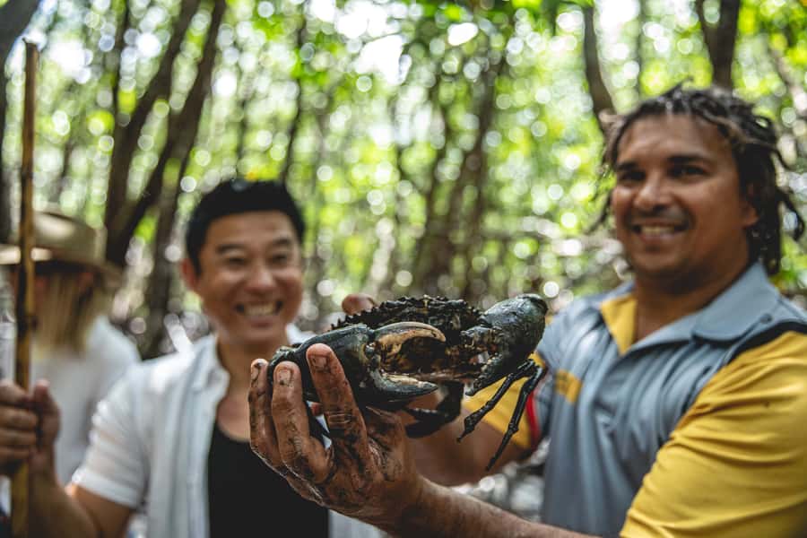 Port Douglas: Full Day Daintree Cultural Tour with Lunch - Pickup in Port Douglas, then straight into the wild