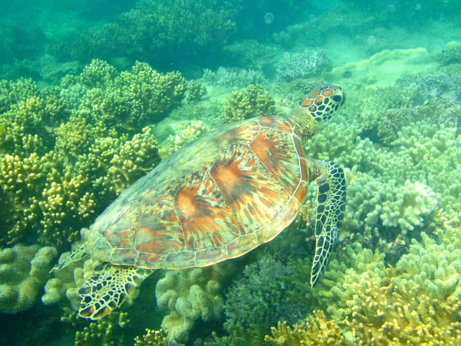 Port Douglas: Half-Day Low Island and Lagoon Snorkeling Tour - The Fast Ride to Low Isles, from Crystalbrook Marina