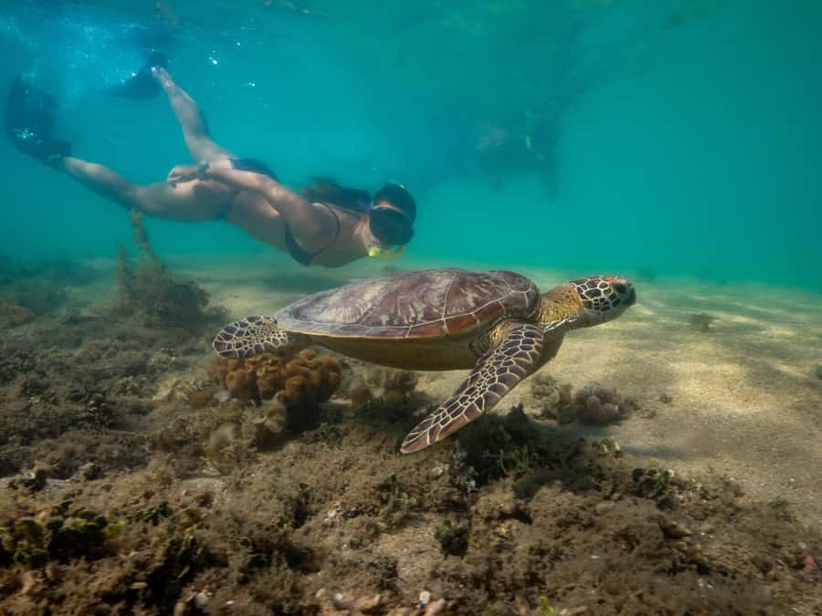 Port Douglas: Low Isles Glass Bottom Boat & Snorkeling Tour - Glass-bottom boat viewing: a great option if you want the reef without stress