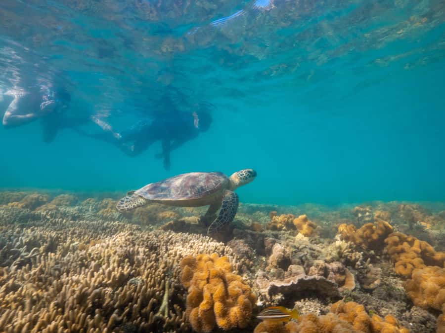 Port Douglas: Low Isles Glass Bottom Boat & Snorkeling Tour - Who should book this Low Isles tour, and who should skip it