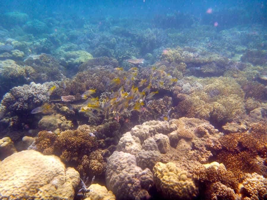 Port Douglas: Low Isles Reef Snorkeling Tour - Low Isles Reef and the Great Barrier Reef, without the whole-day drag