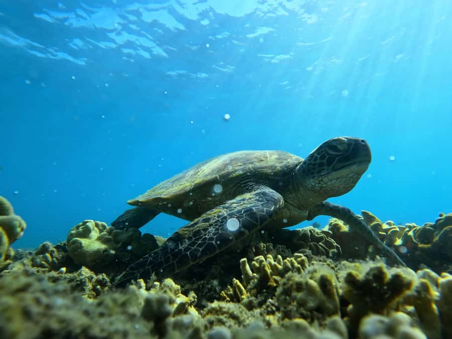 Port Douglas: Low Isles Reef Snorkeling Tour - Snorkeling at the Low Isles mooring: how the time is structured