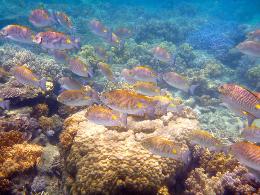Port Douglas: Low Isles Reef Snorkeling Tour - Glass bottom boat option: the perfect backup plan