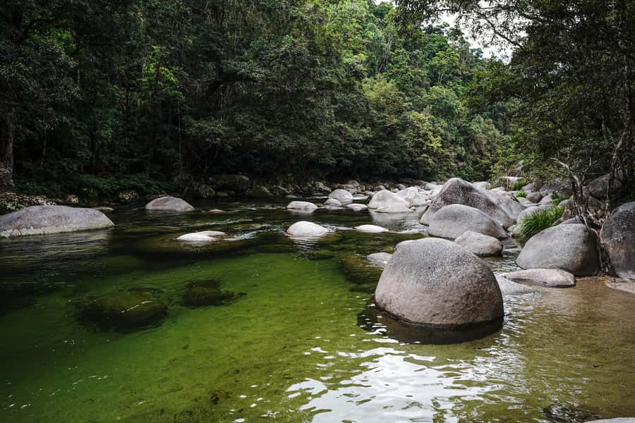 Port Douglas: Morning Daintree Tour w/ Wildlife Cruise - Key Things You’ll Notice On This Tour