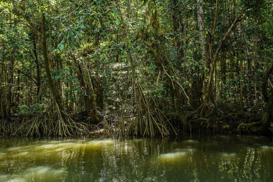 Port Douglas: Morning Daintree Tour w/ Wildlife Cruise - Who This Tour Suits Best (And Who Should Skip It)