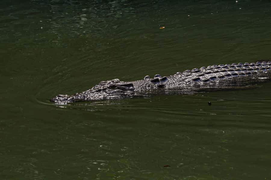 Port Douglas: Morning Daintree Tour w/ Wildlife Cruise - Morning Tea And The Shift To Mossman Gorge