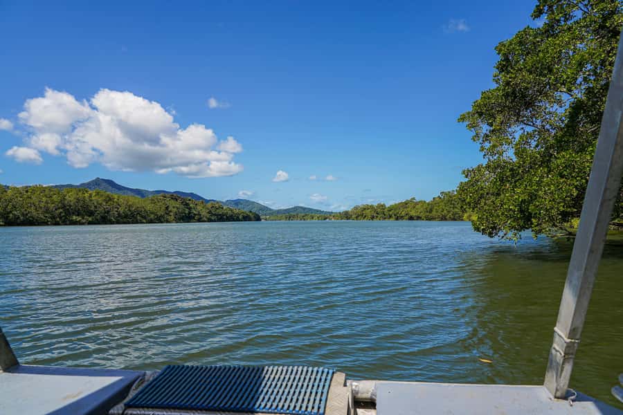 Port Douglas: Morning Daintree Tour w/ Wildlife Cruise - Mossman Gorge Boardwalk Walk: Flora, Fauna, And Easy Nature Time