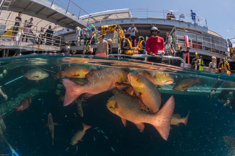Port Douglas: Outer Barrier Reef Cruise & 10 Min Helicopter - Timing and rhythm: a realistic 7-hour day