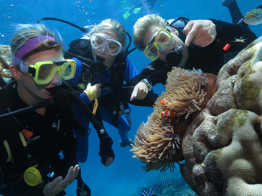 Port Douglas: Outer Barrier Reef Cruise & 10 Min Helicopter - Price and value at $348: what you should compare