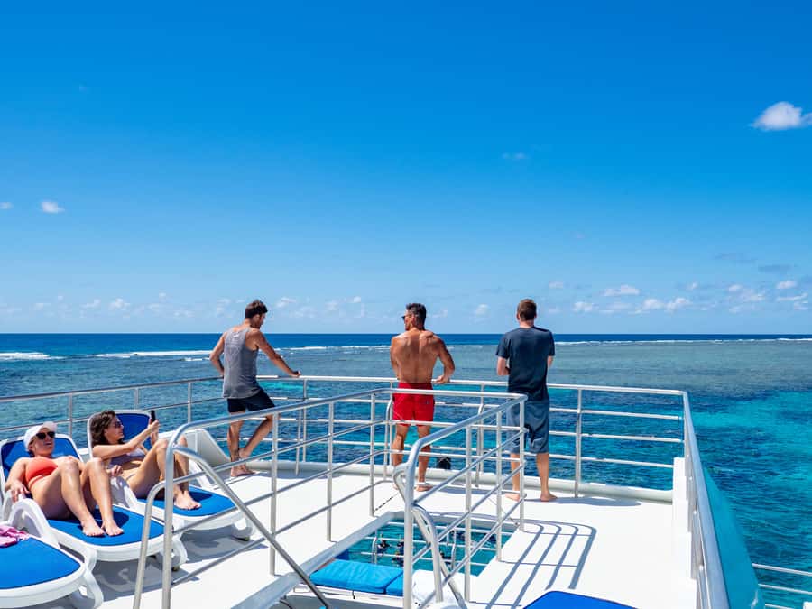 Port Douglas: Outer Barrier Reef Snorkel and Dive Options - The kind of wildlife you can expect right at the surface