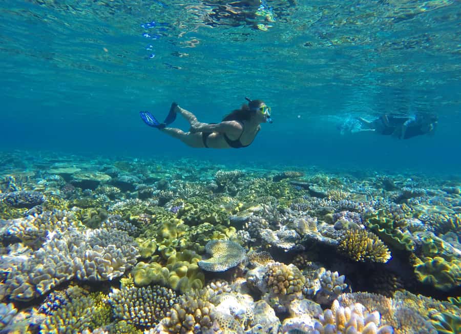 Port Douglas: Outer Barrier Reef Snorkel and Dive Options - Boarding at Crystalbrook Marina, then out to the World Heritage reef