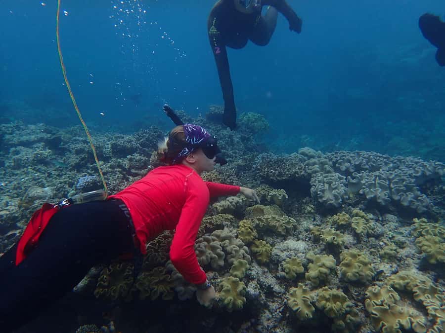 Port Douglas: Outer Great Barrier Reef Snorkeling Cruise - Key things that make this Outer Reef cruise work
