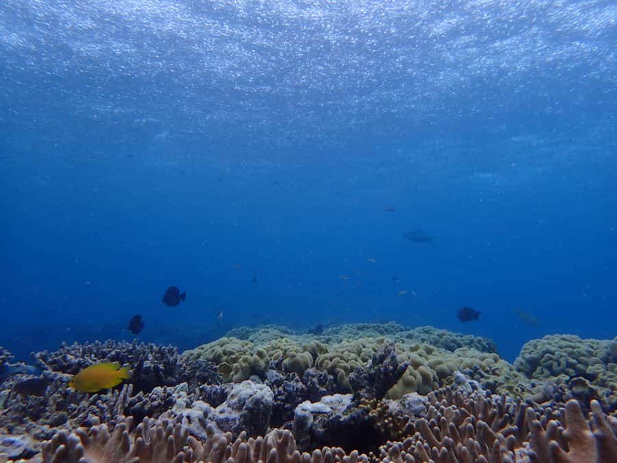Port Douglas: Outer Great Barrier Reef Snorkeling Cruise - Price and value: what you get for $210