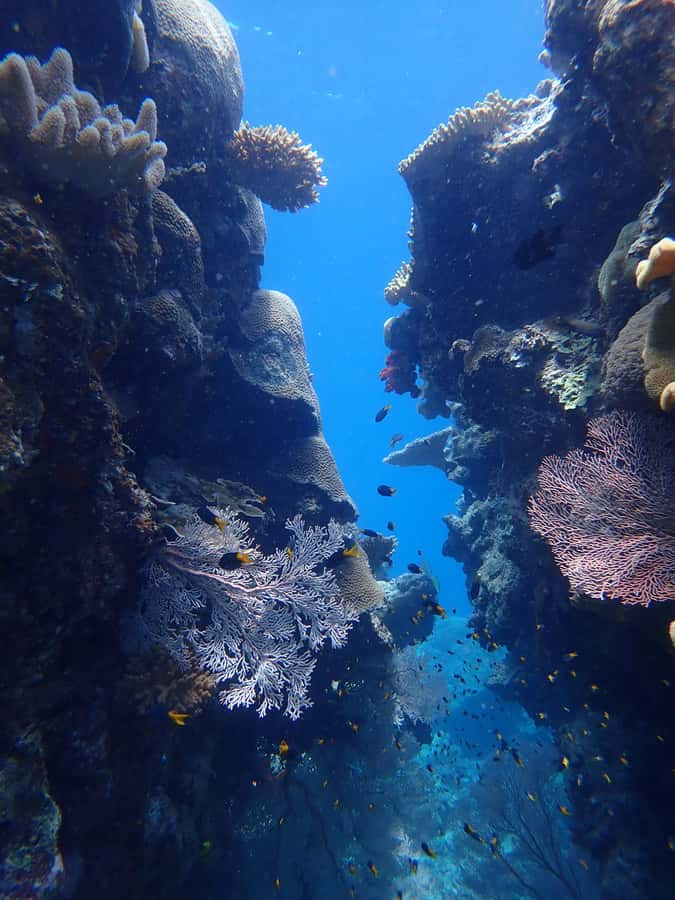 Port Douglas: Outer Great Barrier Reef Snorkeling Cruise - Outer Great Barrier Reef, but with a simple plan