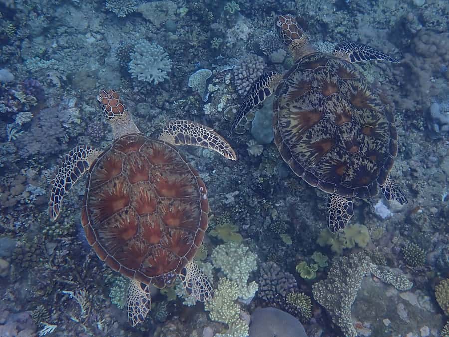 Port Douglas: Outer Great Barrier Reef Snorkeling Cruise - Lunch and snacks are not an afterthought here