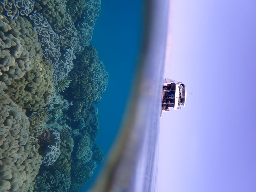 Port Douglas: Outer Great Barrier Reef Snorkeling Cruise - Who this Outer Reef cruise is best for
