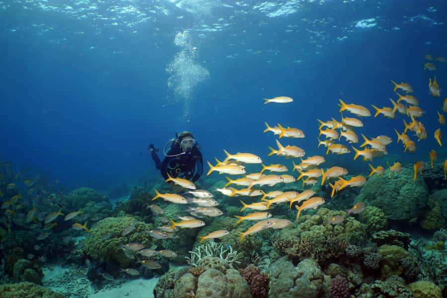 Port Douglas: Poseidon Outer Barrier Reef Dive and Snorkel - Entering the Agincourt Ribbon Reefs from Port Douglas