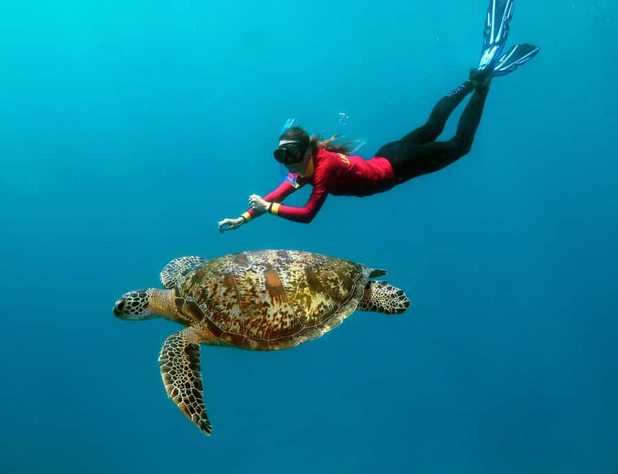 Port Douglas: Quicksilver Outer Barrier Reef Full-Day Cruise - Agincourt Reef is the reason this cruise works