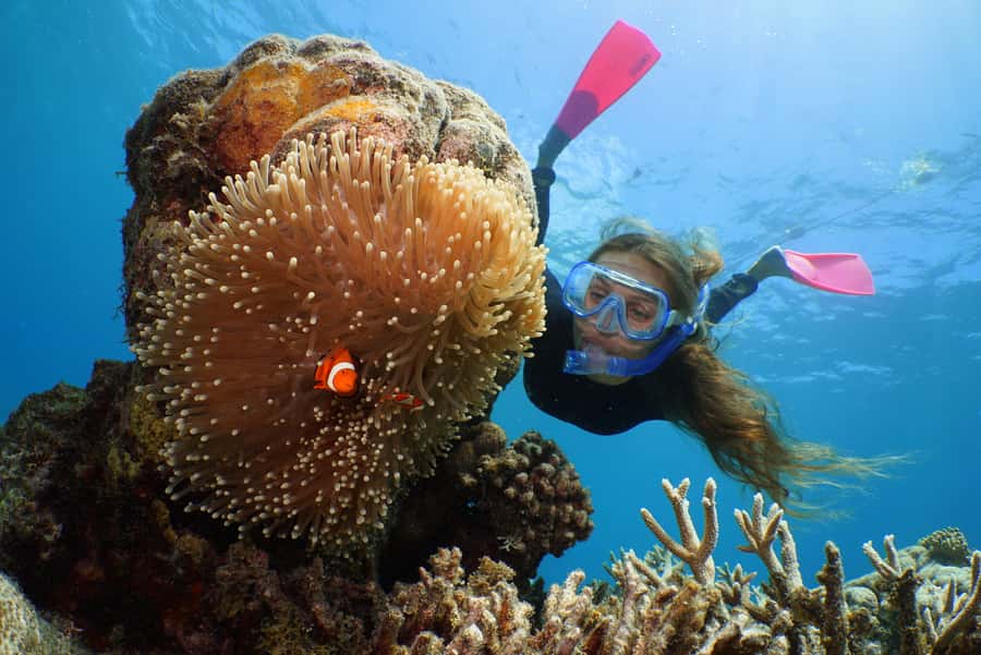 Port Douglas: Quicksilver Outer Barrier Reef Full-Day Cruise - Your 3.5 hours on the reef platform: snorkeling, safety, and fish-feeding moments