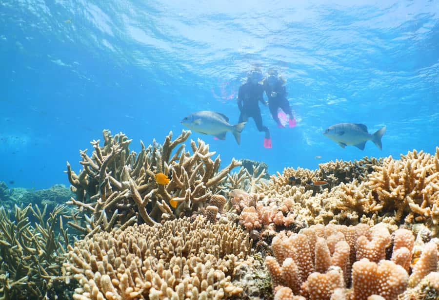 Port Douglas: Quicksilver Outer Barrier Reef Full-Day Cruise - The catamaran ride out of Port Douglas: smooth on the body, fast on time