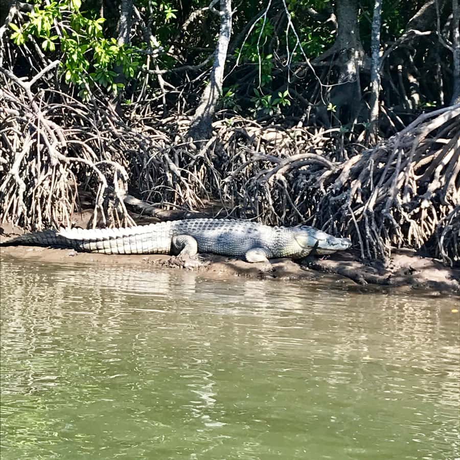 Port Douglas: River Cruise, Crocodile Spotting, Drink/ Snack - Crocodile spotting, what to expect, and how to do it right