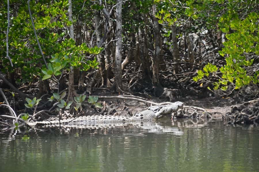 Port Douglas: River Cruise, Crocodile Spotting, Drink/ Snack - Snack box and drink from the bar: small things that change the feel