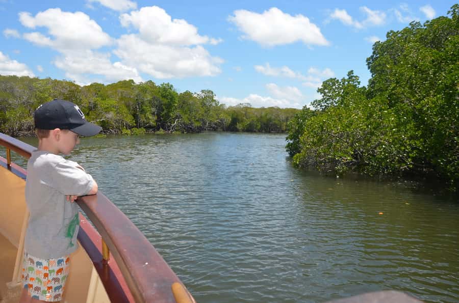 Port Douglas: River Cruise, Crocodile Spotting, Drink/ Snack - Price and value: why $34 per person feels fair