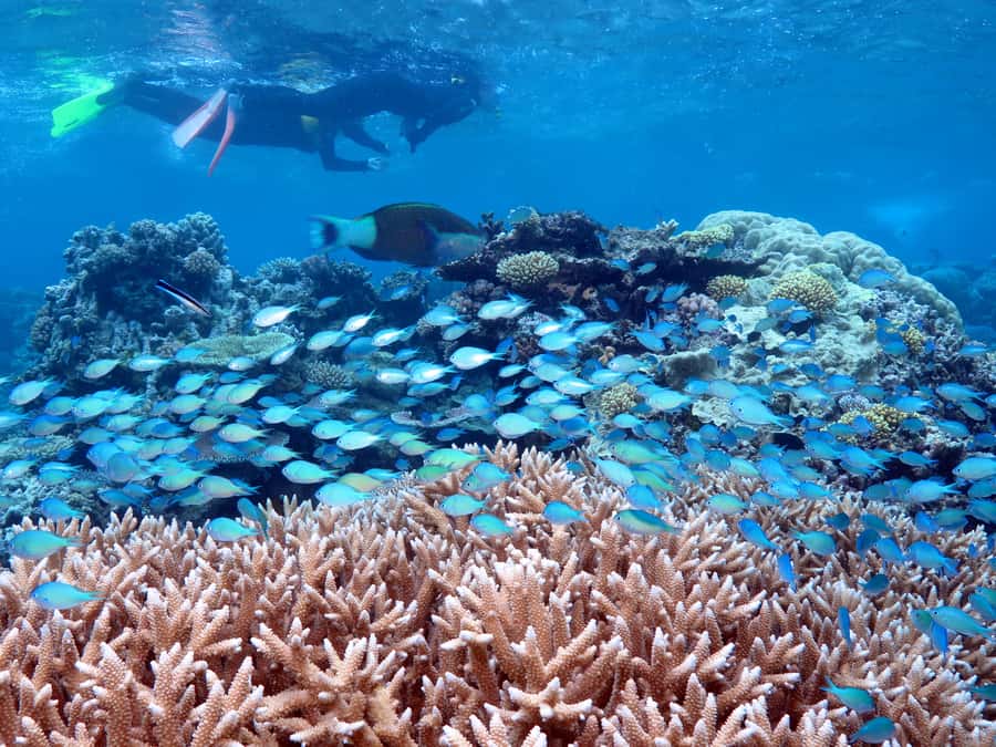 Port Douglas: Silversonic Great Barrier Reef Dive & Snorkel - Key things I’d circle before you book