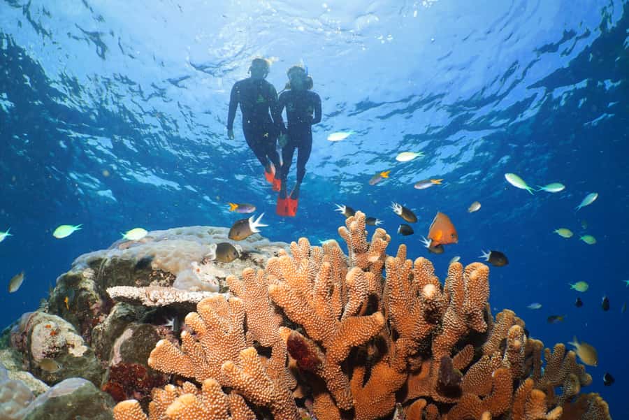 Port Douglas: Silversonic Great Barrier Reef Dive & Snorkel - Three Agincourt Ribbon Reef snorkel stops: why you should care about the itinerary