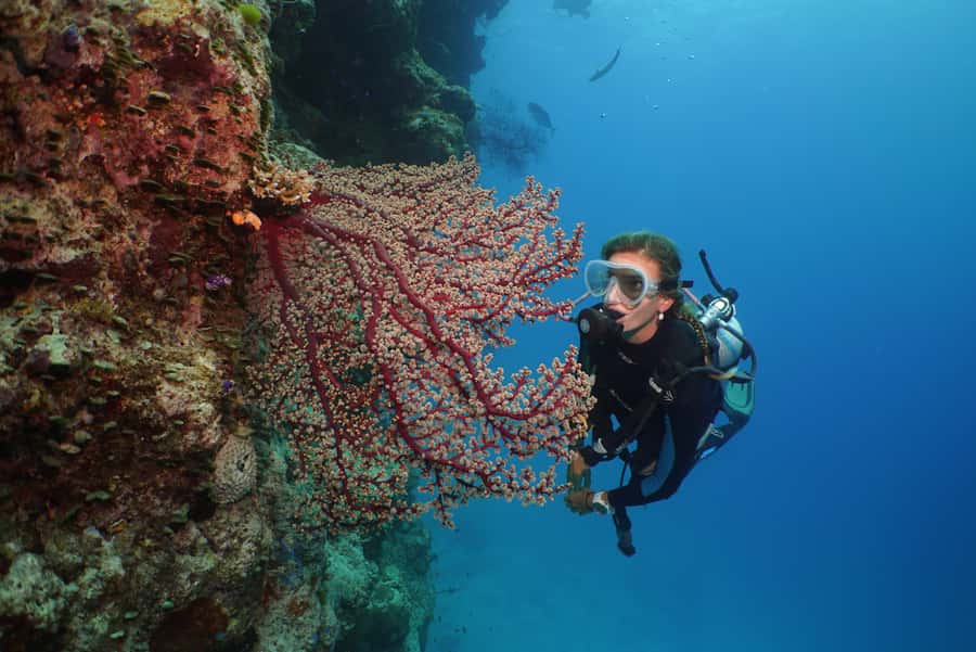 Port Douglas: Silversonic Great Barrier Reef Dive & Snorkel - Scuba options if you want to go beyond snorkeling