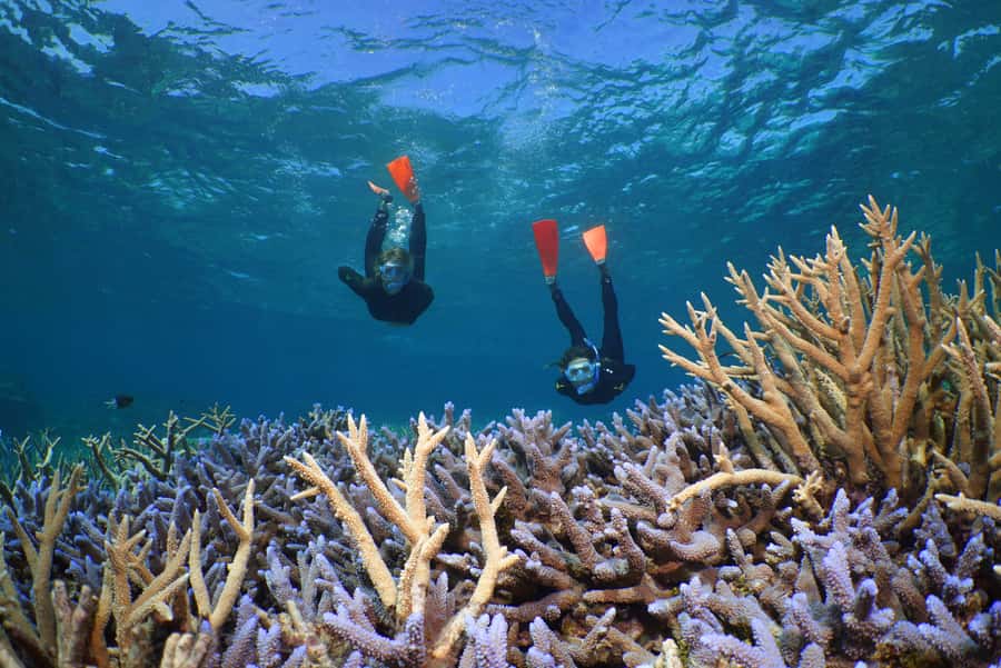 Port Douglas: Silversonic Great Barrier Reef Dive & Snorkel - What to bring (and what to plan for) so the day stays fun