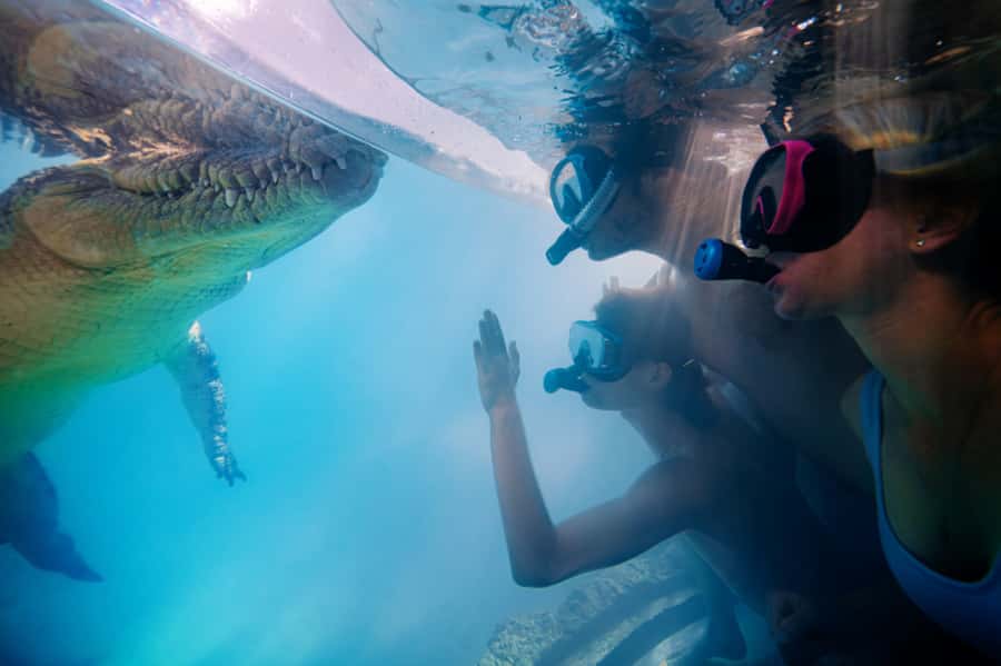 Port Douglas: Wildlife Habitat Swim with Crocodiles - Who this croc swim is best for, and who should pass