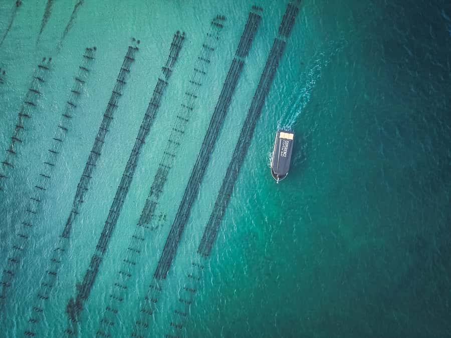 Port Lincoln: Coffin Bay Seafood, Wine, and Nature Day Trip - Experience Coffin Bay: The oyster farm tour that teaches as it tastes