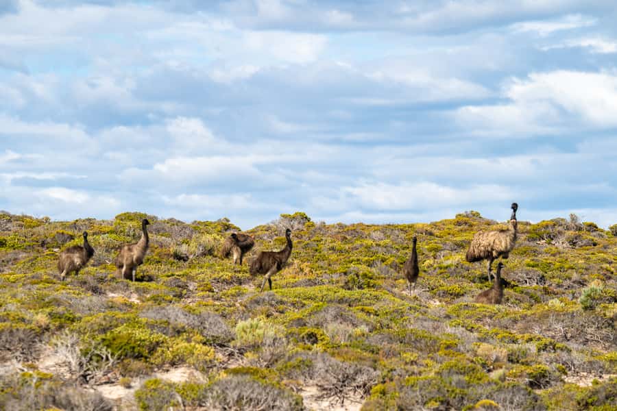 Port Lincoln: Lincoln National Park Sunset Sand Dunes Tour - Key moments that make this tour worth it