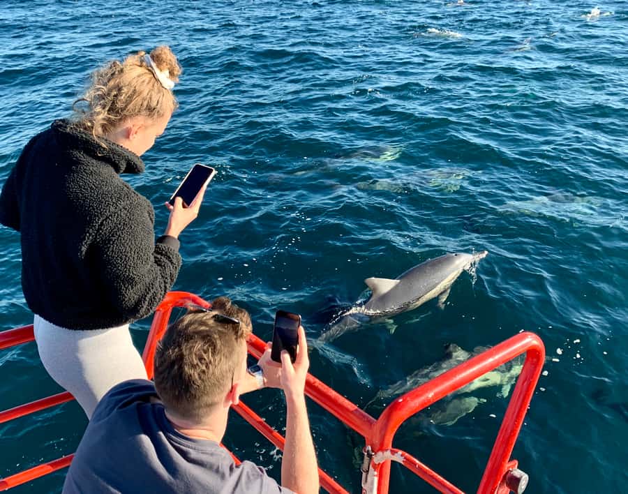 Port Stephens: 1hr Dolphin Watch Express - A Small Boat Dolphin Hour in Nelson Bay