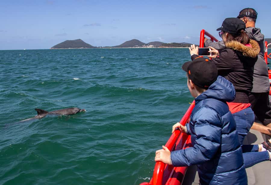 Port Stephens: 1hr Dolphin Watch Express - The Crew Talk: What You Learn While You Watch