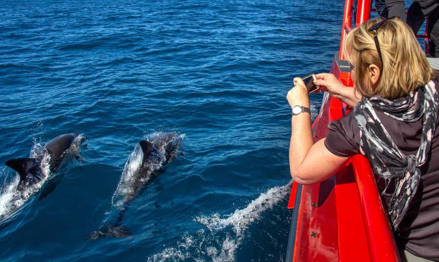 Port Stephens: 1hr Dolphin Watch Express - Envision and the 360-Degree Viewing Advantage